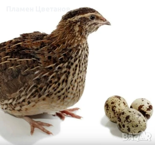 Оплодени пьдпьдьчи яйца 