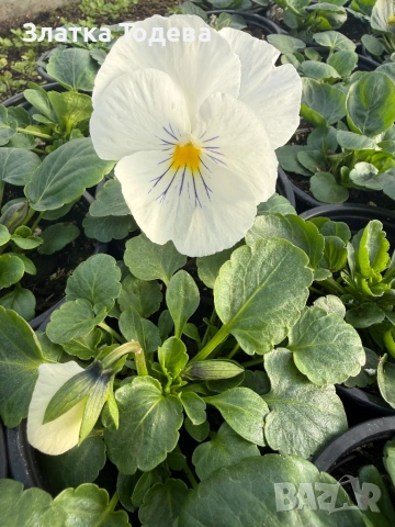 Цветя за 8 март, снимка 9 - Градински цветя и растения - 53336246