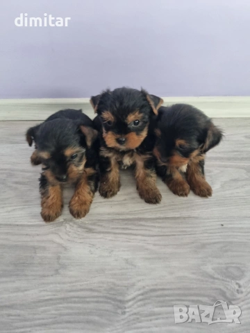 Йоркшир териер , снимка 5 - Йоркширски териер - 53053770