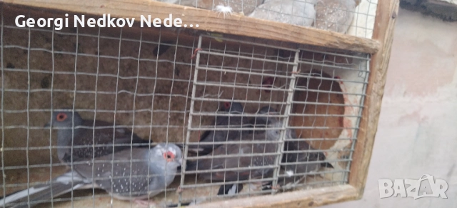 Продавам диамантени гугутки , снимка 2 - други­ - 52756216