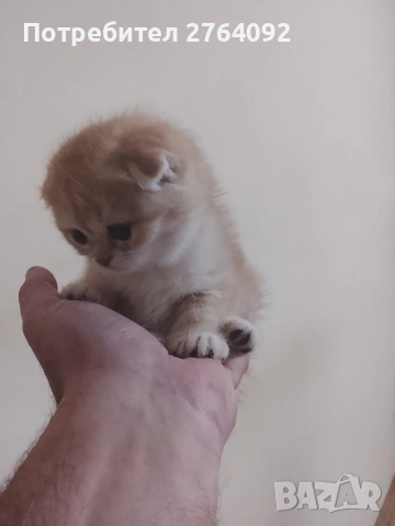 продавам шотландски клепоухи котета, снимка 14 - Чинчили - 53878883