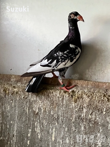 Гълъби - Датски летачи и Спортни пощенски, снимка 11 - Гълъби - 52565161