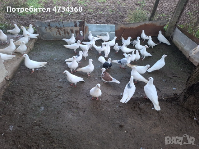 Гълъби, снимка 6 - За птици - 53433453