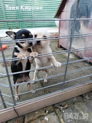 Малки пинчерчета