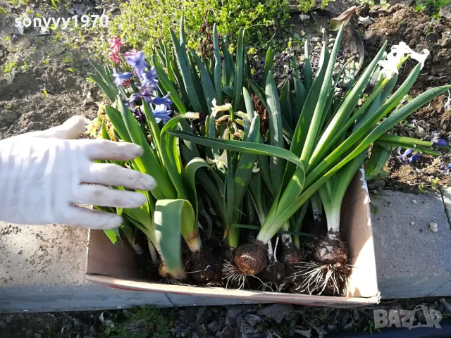 ЗЮМБЮЛИ В САКСИЯ С ПОЧВА 25ЛВ ЗА ЕДИН С ЛУКОВИЦА 1404250825, снимка 16 - Градински цветя и растения - 49886619