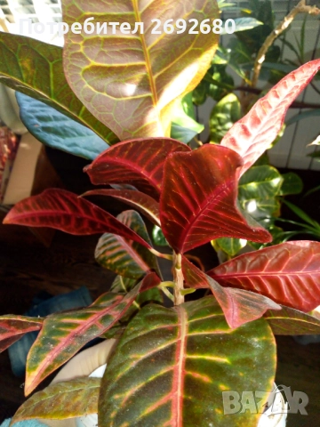 Планински кротон, височина 45-100см./цени в описанието , снимка 9 - Стайни растения - 44861352