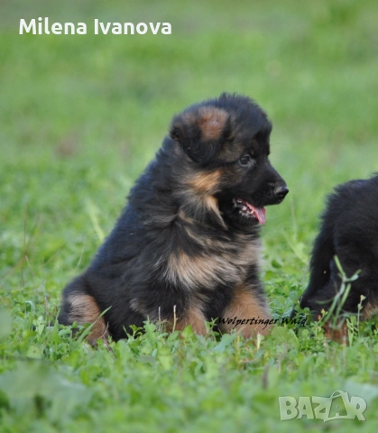 Легитимен развъдник разполага с кученца с дълъг косъм , снимка 12 - Немска овчарка - 52635144