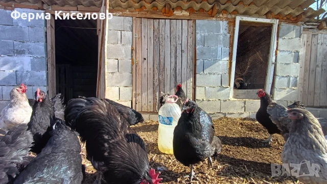 ято от австралорп три цвята, снимка 3 - Кокошки и пуйки - 51129465