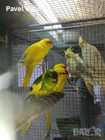 Коледна промоция на папагали , снимка 4 - Папагали - 52658145