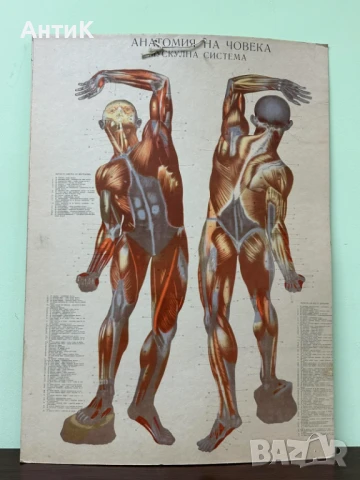 Соц Анатомични Медицински Плакати, снимка 4 - Антикварни и старинни предмети - 51384957