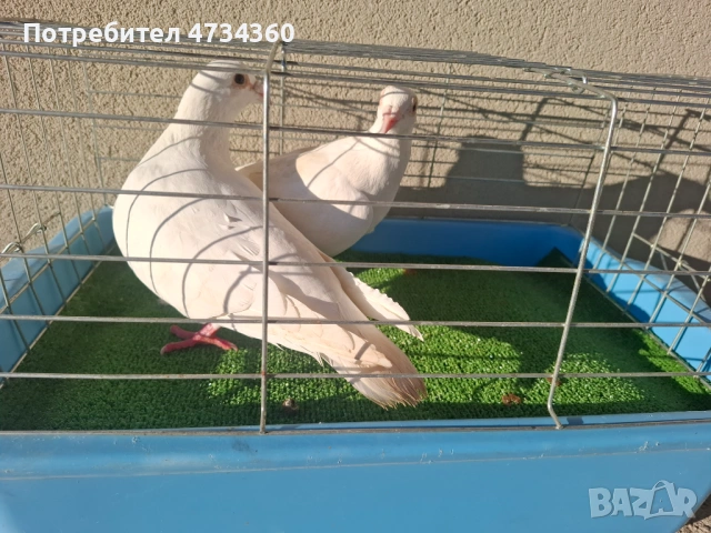 Гълъби, снимка 2 - За птици - 53433453