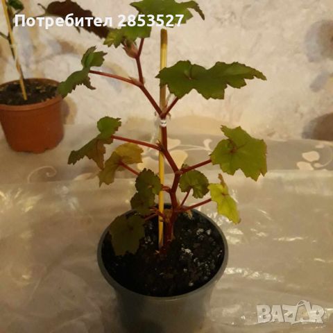 Комплект Бегонии, снимка 7 - Стайни растения - 45658587