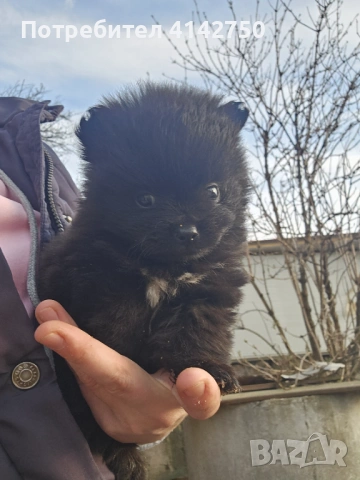 Мини Померанчета момчета , снимка 11 - Померан - 53836470