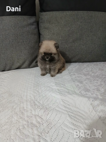 Mini Pomeran, снимка 7 - Померан - 53717466