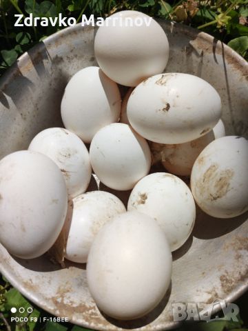 Разплодни яйца Бял Легхорн , снимка 2 - Кокошки и пуйки - 45645915