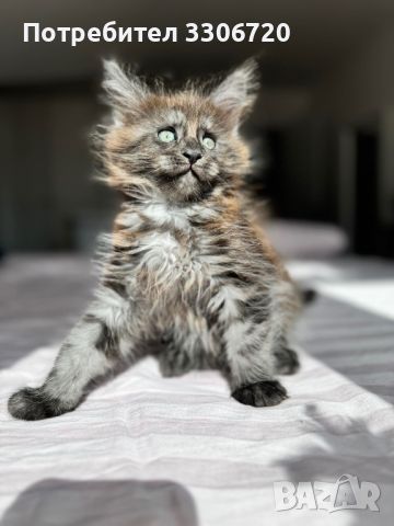 Maine coon коте , снимка 4 - Мейн кун - 46434747