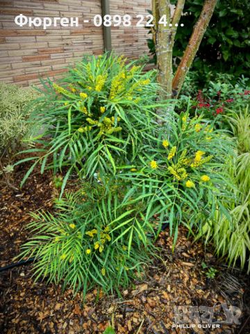 Махония (Mahonia soft caress) Цена 26лв, снимка 4 - Разсади - 45689741