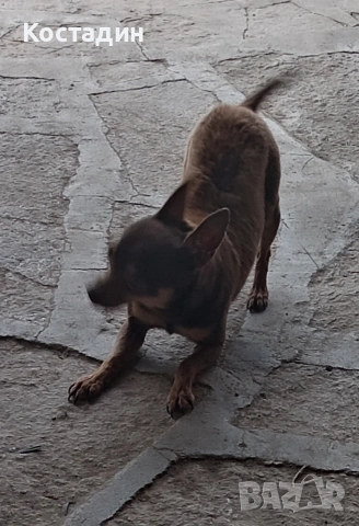 Чихуа пинчер , снимка 3 - Пинчер - 53896388