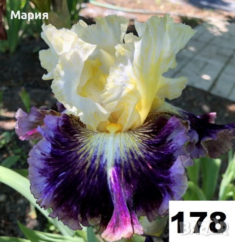 Сортови вискоки ириси /брадати ириси, снимка 10 - Сортови семена и луковици - 46410478