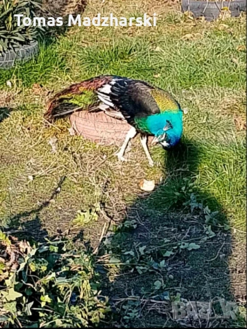 1 женски и 1 мъжки паун, снимка 5 - други­ - 53214236