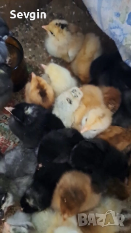 пилета, снимка 5 - други­ - 53641059