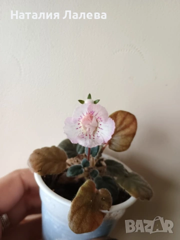 Мини синингия, Mini Sinningia SRG'S SASCHA