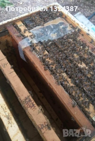 храна за пчели 'ПОЛИПРОТЕИН' 18% протеин!, снимка 2 - Други животни - 53937033