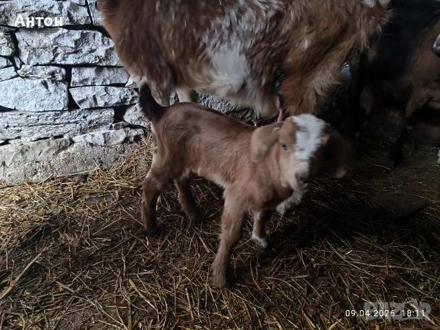 Продавам яренца сукалчета , снимка 6 - Кози - 54150580