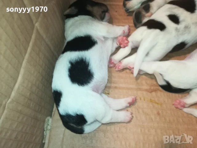 ДЖАК РЪСЕЛ-КУЧЕНЦА 1908251818, снимка 6 - Джак ръсел териер - 51420983