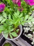Латинка, тагетис, невен и босилек , снимка 5