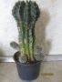 кактус, снимка 1 - Стайни растения - 31769600