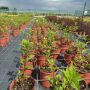 Хортензия Кандилайт, Hydrangea paniculata Candlllight за супер слънце!!, снимка 5