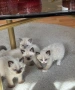 породисти котенца, снимка 6