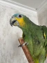 Амазонски папагал , снимка 6