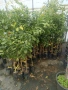 цитрусови дървета и маслини , снимка 3