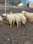 продавам шилета,овце, снимка 2