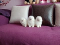 Чисто бели мини Померани. Реални снимки !, снимка 1