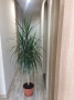 Драцена, Хлорофитум, снимка 3