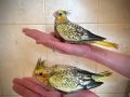 Ръчно хранени папагали Корела , снимка 1 - Папагали - 46007157