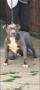 Американско Були Хл/American Bully XL , снимка 1