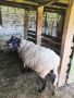 Продавам черноглава Плевенска овца към 81килограма гледана със мерак за номер за връзка 088 518 9601, снимка 7