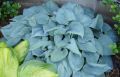 Hosta Canadian Blue (Хоста Канадско синьо), снимка 3