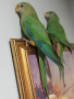 продавам чифт папагали барабанди 2023г , снимка 1 - Папагали - 45073407