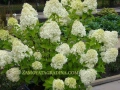 Хортензия паникулата limelight, снимка 2