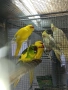 Коледна промоция на папагали , снимка 4