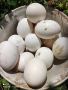 Разплодни яйца Бял Легхорн , снимка 2
