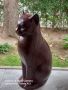 Керамична статуетка-Котка, снимка 4