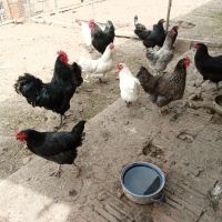 1лв/бр - РАЗПЛОДНИ/Оплодени яйца, снимка 6 - Кокошки и пуйки - 45300097