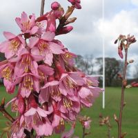 Японска вишна - храстовидна/ Prunus incisa Paean, снимка 1 - Разсади - 45864837