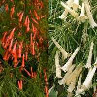 Руселия Червена Бяла, снимка 1 - Градински цветя и растения - 45890156